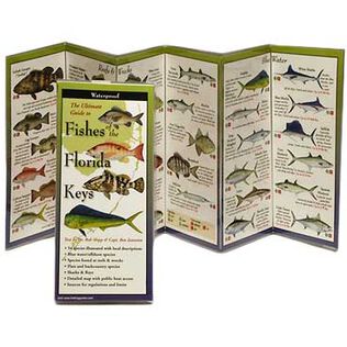 Fishes of the Florida Keys