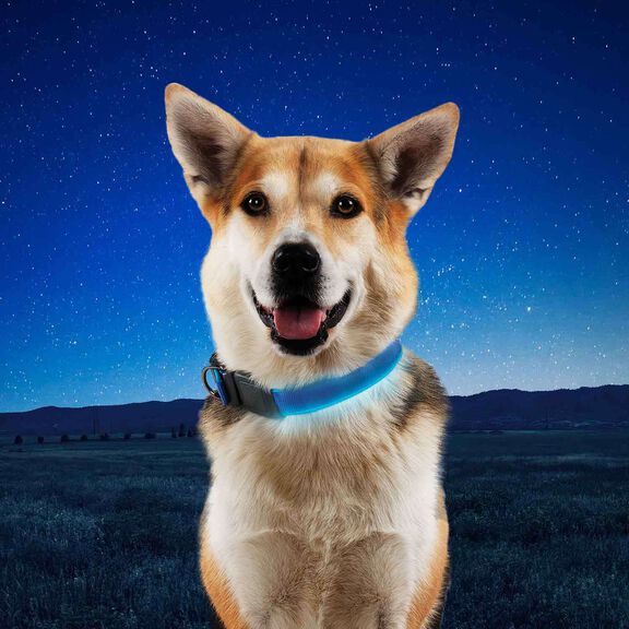 NiteDog&trade; Rechargeable LED Dog Collar, Medium image number 6