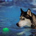 GlowStreak&reg; Wild&trade; LED Ball - Disc-O image number 8