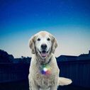SpotLit&trade; LED Collar Light - Disc-O Select&trade; image number 7