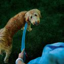 NiteDog&trade; Rechargeable LED Leash image number 7