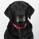 S-Biner Dog TagLock image number 1