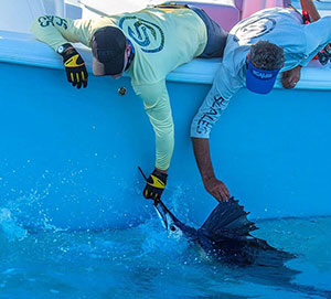 Steve and Scott leaning over side of boat releasing a marlin