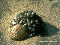cluster of zebra mussels