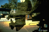The lower outdrive unit of a power boat encrusted with zebra mussels