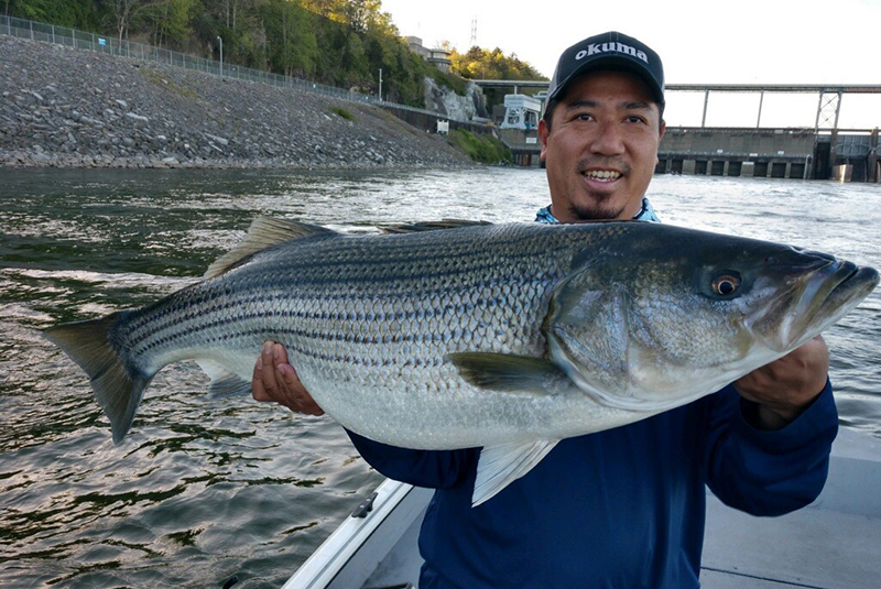 Man holding up large striped bass for camera