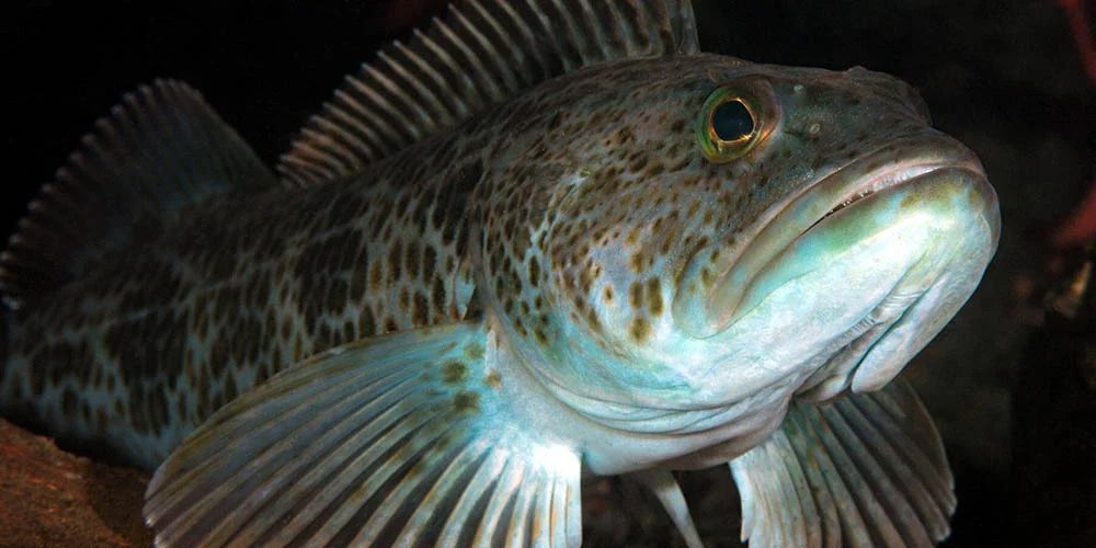 Lingcod caught on a jig while deep-reef fishing on the Pacific Coast