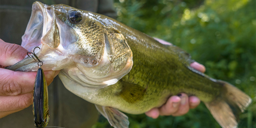 Person holding a bass